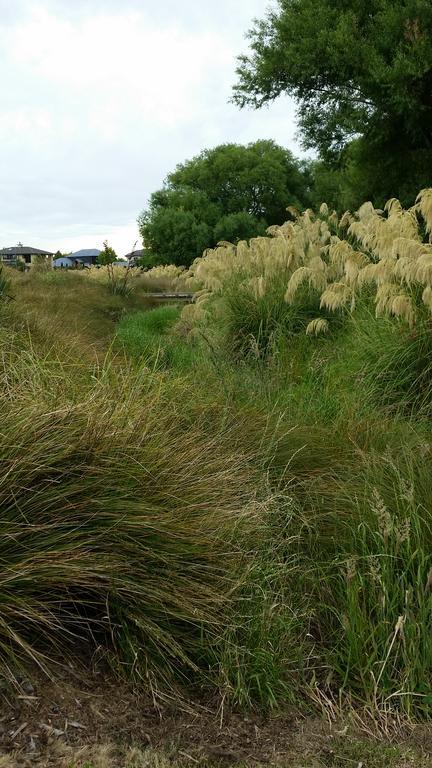 Olive House Bed And Breakfast Christchurch Bagian luar foto